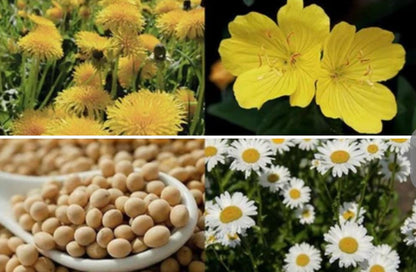 Niachin   Bisabolol – helps skin trouble, melanin.    Dandelion leaf extract – helps toxin, redness, black pores   Evening primrose – help new cell from inflammation, anti aging, antioxidant 